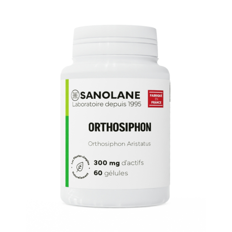 Orthosiphon 