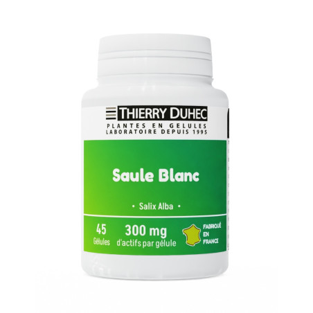 Saule blanc