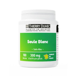 Saule blanc