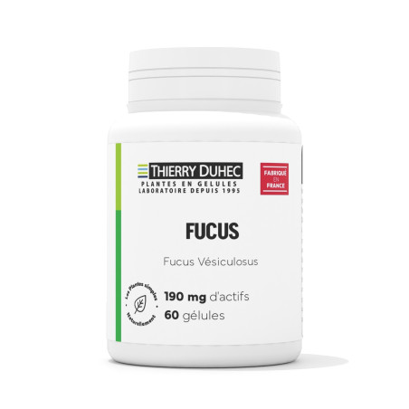 Fucus vesiculosus