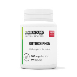 Orthosiphon